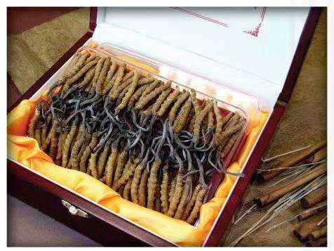 乌伊岭冬虫夏草回收